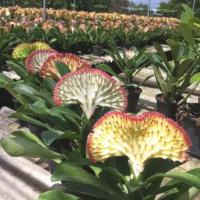 ราคา 1 ต้นส้มเช้า ต้นหยก หยกนำโชค Crested Euphorbia ต้นหยกนำโชค สูง 20-30 ซม ส่งพร้อมกระถาง (7763946027)