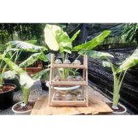 ราคา บอนกระดาษด่าง บอนกระดาดด่าง Alocasia macrorrhizos (L.) G.Don (12428348884)