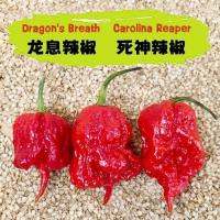 ราคา พริกเผ็ดดดดดดที่สุดในโลก!!100 เมล็ด carolina reaper ☘️ปลูกง่าย ขึ้นไว เผ็ดที่สุด (52852056786)