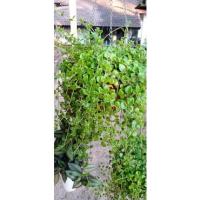 ราคา ต้นม่านสายไหม(เกล็ดปลาหมอ) ตัดกิ่งสดกล่อง#0..กล่องละ59.-฿ (12576580463)