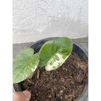 ราคา บอนกระดาดด่าง บอนกระดาษด่าง (10315473877)