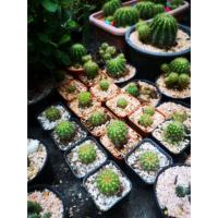 ราคา กระบองเพชร แคคตัส ดาวล้อมเดือน ต้นละ 20 บาท ขนาด 2 -​ 4.5 เซ็นติเมตร (3147427041)