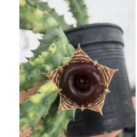 ราคา เก๋งจีนด่าง ด่างชมพู ด่างมังกร สีเข้ม แคคตัส กระบองเพชร (Huernia) (3022559590)