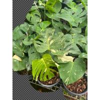 ราคา มอนสเตอร่า #บอร์สิเจียน่าอัลโบ (Monstera Borsigiana Albo) หรือ #มอนสเตอร่าด่าง **ด่างน้อยกถ8-11นื้ว60-70cm (28853728373)