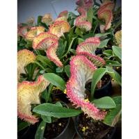 ราคา Coral Cactus (Euphorbia Lactea Cristata) ยูโฟเบีย แลคเทีย คริสตาต้า ต้น หยกนำโชค ไม้มงคล เสริมโชคลาภและมั่งคั่ง (41503655503)
