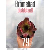 ราคา ต้นสัปปะรดสี Bromeliad (25965396524)