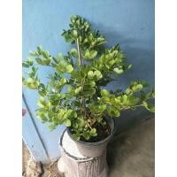 ราคา ต้นแก้วเจ้าจอม พันธุ์4ใบ กระถาง10นิ้ว (18731744543)