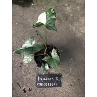 ราคา ต้น เงินไหลมาด่างขาว (13757007532)