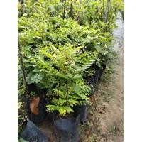 ราคา ต้นธรณีสาร สมุนไพรธรณีสาร (20401189530)