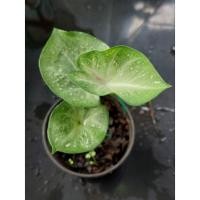 ราคา "บอนสี ขุนไกร (เหมาะสำหรับคัดทำต้นพันธ์) ดินภูเขาไฟบุรีรัมย์" บอนสีราชินีแห่งไม้ใบ (11054446889)