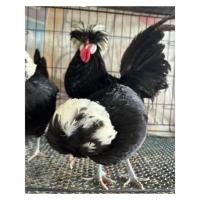 ราคา ไข่เชื้อ✅ ไก่โปแลนด์ คละสี สำหรับฟักในตู้ฟัก แพ็คละ 1ใบ (27278579067)