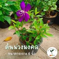 ราคา ต้นม่วงมงคล ดอกสีม่วงสวย ขนาดกระถาง 6 นิ้ว (21362701374)