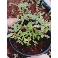 ราคา ต้นกระดาษ ต้นกล้ายูคาลิปตัสต้นละ 1 บาท (5759743404)