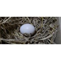 ราคา ไข่เชื้อ ไก่ดำอินโดนิเซีย เลือดร้อย สายเลือดแชมป์ ราคาต่อ 1ใบ สำหรับฟักในตู้ฟัก (12408390431)