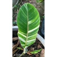 ราคา กล้วยน้ำว้าค่อมด่าง (Banana) (20964428080)