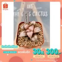 ราคา ฮาโวเทีย Haworthia Princess kazunomiya ไม้อวบน้ำ ไม้อวบน้ำ ฮาโวเทีย กระบองเพชร แคคตัส กุหลาบหิน (9136887048)