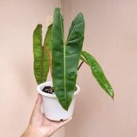ราคา ฟิโลเดนดรอนก้านส้ม ฟิโลก้านส้ม Philodendron billietiae Croat (19351396456)