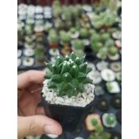 ราคา อิรุซามุ ปุยหิมะ แคคตัส Mammillaria Erusamu cactus (8176299602)