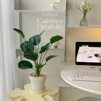 ราคา [พร้อมส่ง] Jnihouse : ต้นคล้าปลอม (Calatheas) (21977632340)