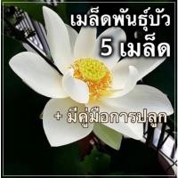 ราคา เมล็ดพันธุ์บัว เมล็ดพันธุ์ดอกไม้ บัวหลวง เมล็ดดอกบัว ดอกบัว ดอกบัวหลวง (6936116619)
