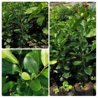 ราคา ต้นตะโกนาขนาด30-40ซม.1ชุด2ต้น (24126857829)