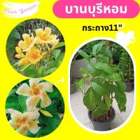 ราคา ต้นบานบุรีหอม กระถาง 11 นิ้ว (11944501266)