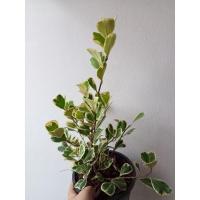 ราคา ต้นไทรใบหัวใจด่าง หัวใจเศรษฐี/สาริกาด่าง ส่งพร้อมกระถาง 5" (11426371881)