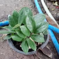 ราคา กวักมรกตเขียว ส่งทั้งกระถาง กระถางละ 99 บาท (19908098564)