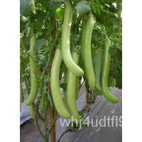 ราคา （โรงงานขายส่ง）มะเขือยาวสีเขียว Long Eggplant Seed/อินทรีย์ LRM4 (20165769835)