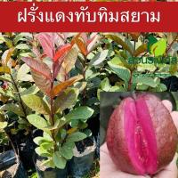 ราคา ฝรั่งแดงทับทิมสยามพันธุ์แท้100% ฝรั่งแดงทับทิมสยาม ผลสีแดง เนื้อสีแดง รสชาติหวานกรอบอร่อย (22279844232)
