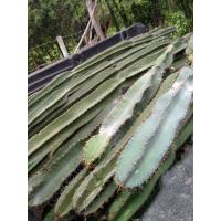 ราคา กระบองเพชรยักษ์ ขนาด100cm. (44204187875)