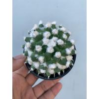 ราคา แมมอิรุซามุ แมมปุยหิมะ Mammillaria bucareliensis ”Erusamu“ (24439273370)