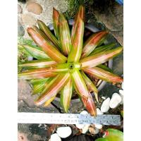 ราคา สับปะรดสี/บรอมีเลียด/Bromeliad/ไม้ไฮบริด/ภาพถ่ายจากต้นจริง/ส่งแบบถอดราก (22825265255)