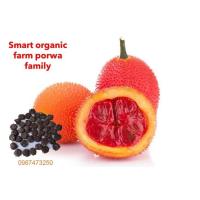 ราคา เมล็ดพันธุ์ต้นฟักข้าว ฟักข้าว ต้นฟักข้าว 20 เมล็ดพันธุ์ราคา 59 บาท มีบริการเก็บเงินปลายทาง (23758190399)