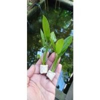 ราคา อเมซอน บัวอะเมซอน สำหรับใส่ตู้ปลาน่ารัก(ปลากัด, ปลาหางนกยูง)​ (13750930179)