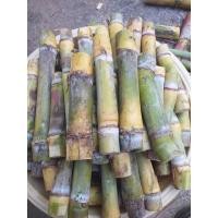 ราคา พันธุ์อ้อยคั้นน้ำสุพรรณบุรี50 ท่อนละ 2 ข้อตา (43506419062)