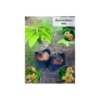 ราคา ต้นบานบุรีดอกหอม บานบุรีหอม (ขนาดต้น 20-30 ) (27101857578)