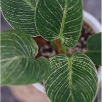 ราคา Philodendron birkin ฟิโลเดนดรอน เบอกิ้น (8101421921)