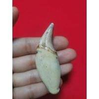 ราคา เขี้ยวเก่า ไม่ทราบว่าเขี้ยวอะไร (10701697381)