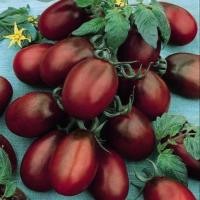 ราคา 20 เมล็ด มะเขือเทศ เมล็ดผักสวนครัว ปลูกในกระถางได้ ปลูกผักทาน ปลอดสารพิษ Tomato seeds สายพันธุ์ Black Plum (42372652247)