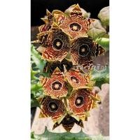 ราคา เก๋งจีนเพชรตาแมว Caralluma Crenulata ส่งทั้งกระถาง (29883152625)