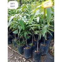 ราคา มะม่วงพันธุ์มหาชนก เสียบยอด 45.- (21003016308)