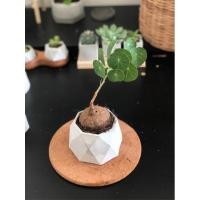 ราคา จุด✤บัวบกโขด ต้นบัวบกโขด บัวบกป่า มีแบบงอกแล้ว ไม้ฟอกอากาศ ไม้มงคลยอดนิยมม (4695024017)