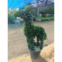 ราคา ต้นชาดัดรูปม้า จำกัดครั้งละ1ต้น (43723346621)