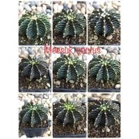 ราคา แคคตัส cactus LB 2178 Gymnocalycium friedrichii lb 2178 แท้ ไม้เมล็ด ราคาถูก (14330267939)