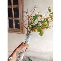 ราคา กาฝากมะยม เมตตา มหานิยม มีคนนิยมหากันมากคับ (25329544951)