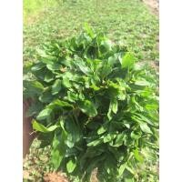 ราคา หญ้าไทเปชุด 2 ตรม. (1 กิโลกรัม) (40855775069)