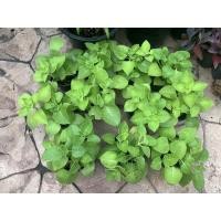 ราคา ต้นเนียมหูเสือ ต้นหูเสือ ส่งในถุงเพาะชำ 4 นิ้ว (8388133372)