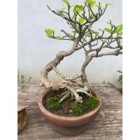 ราคา bonsai บอนไซต้นข่อย (42609280523)