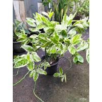 ราคา ต้นกวักเงินกวักทอง ชื่อเรียกอื่น: ต้นนางกวัก, ต้นนกน้อยนำโชค, ต้นแสยกด่าง ต้นไม้นำโชด (41126293343)